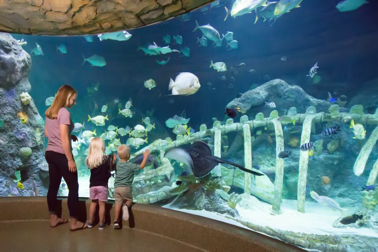 Sea Life